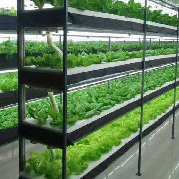 Plant Grow Lighting