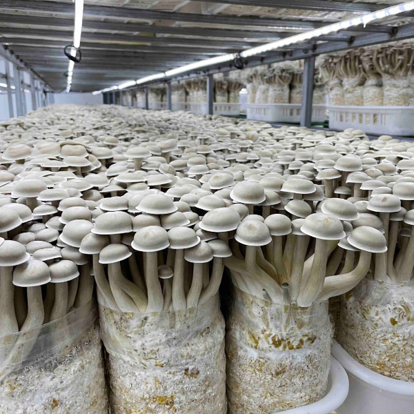 Mushroon Grow Lighting