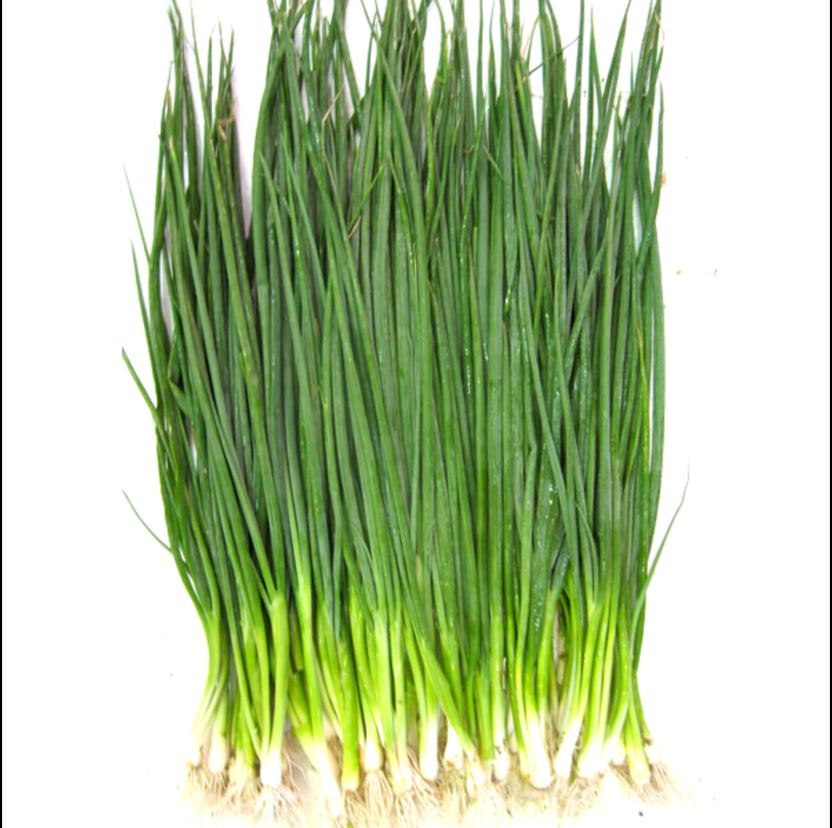 SH01 Liansheng green onion seeds