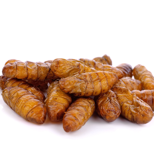 Silkworm Pupae Powder