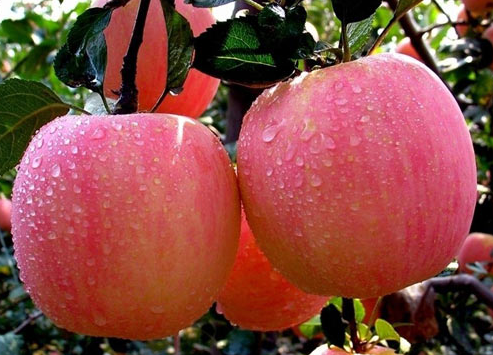Fuji apple
