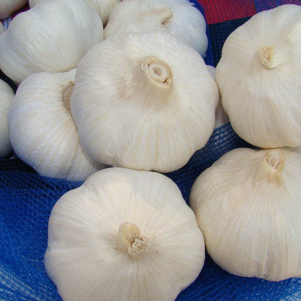 pure white garlic