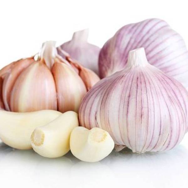 normal white garlic