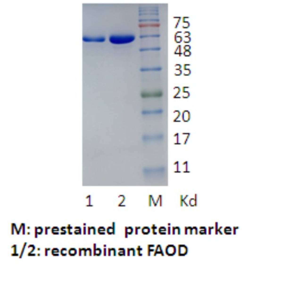 Fructosyl Amino Acid Oxidase（FAOD）
