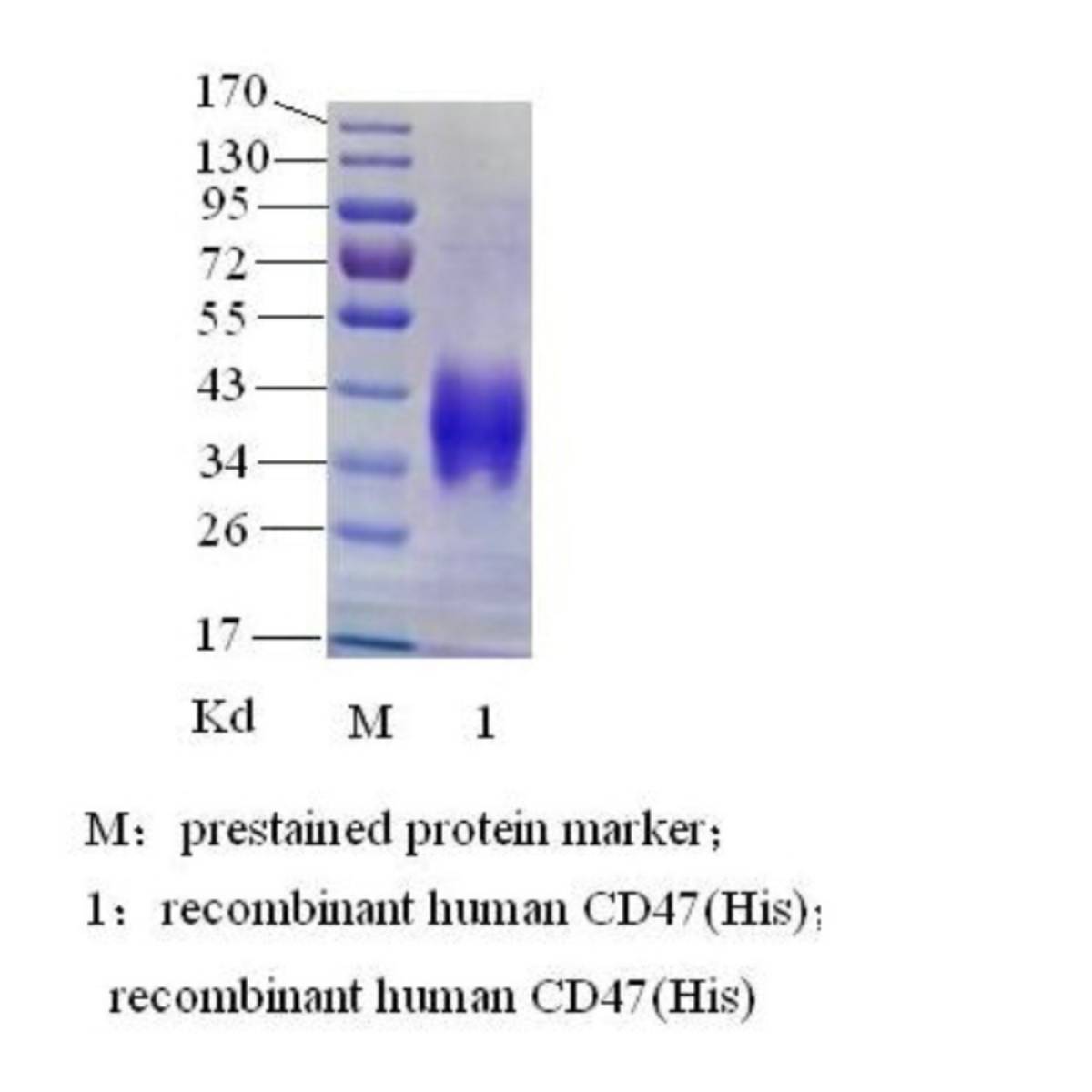 Integrin-associated protein,IAP(CD47)