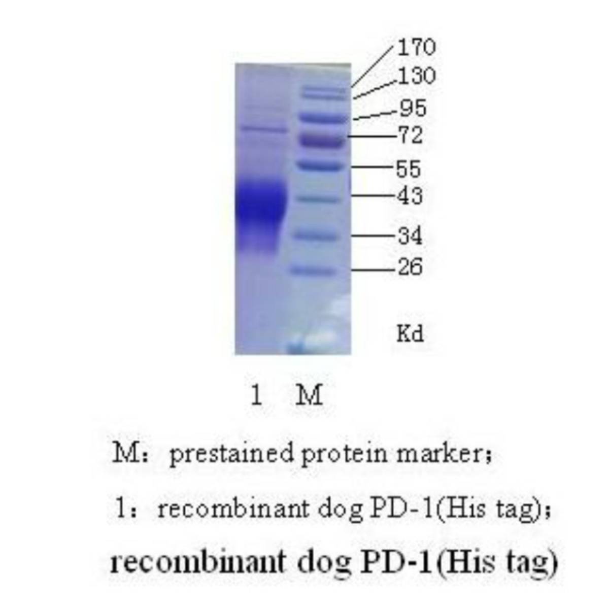 Dog PD-1（programmed cell death protein 1）