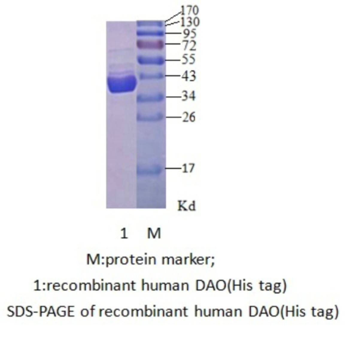 Human D-amino acid oxidase（Human DAO）