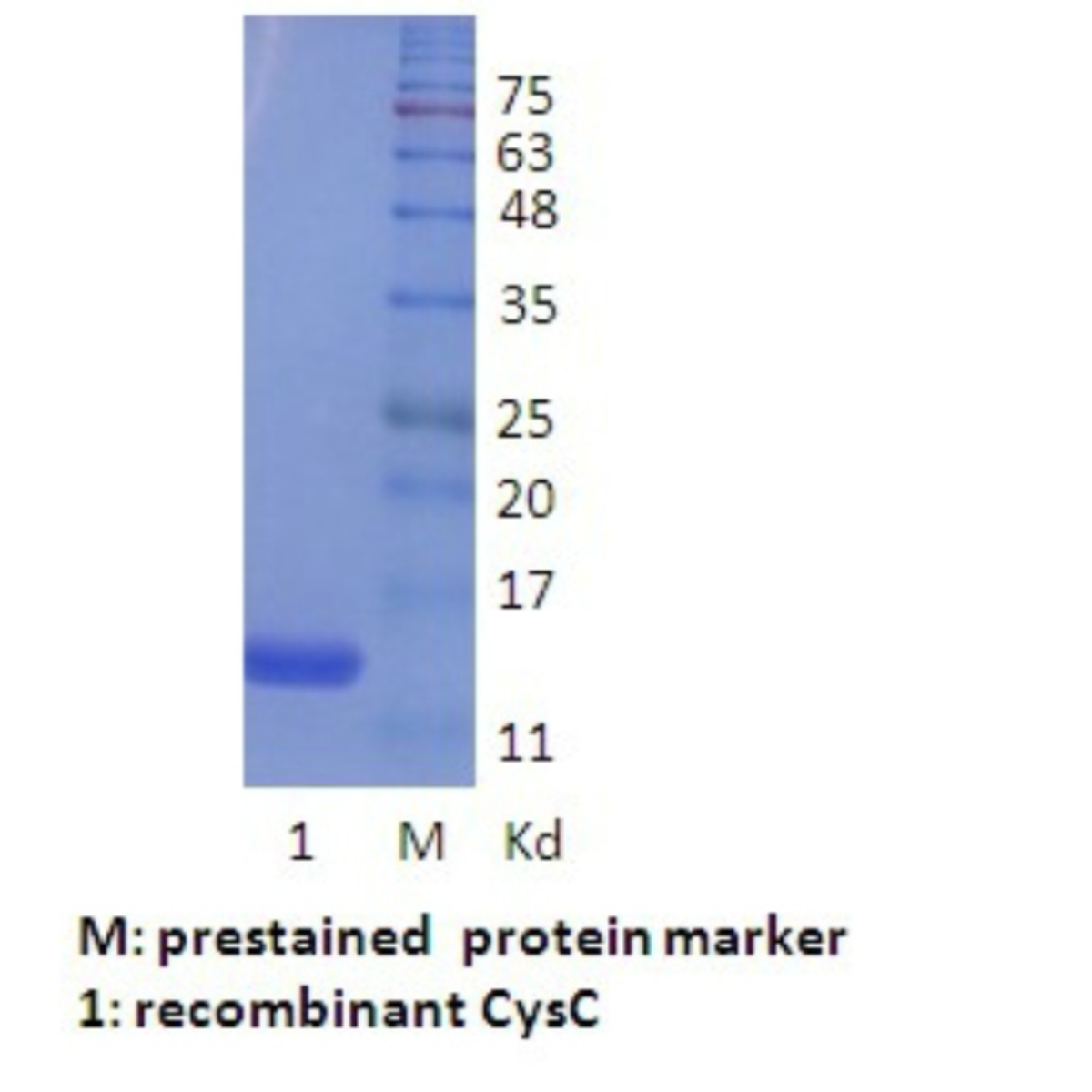 CysC detection reagent