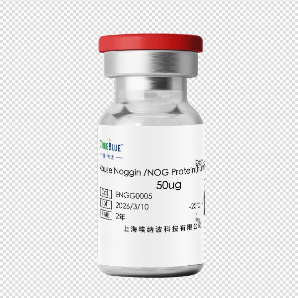 Mouse Noggin / NOG Protein (Fc)