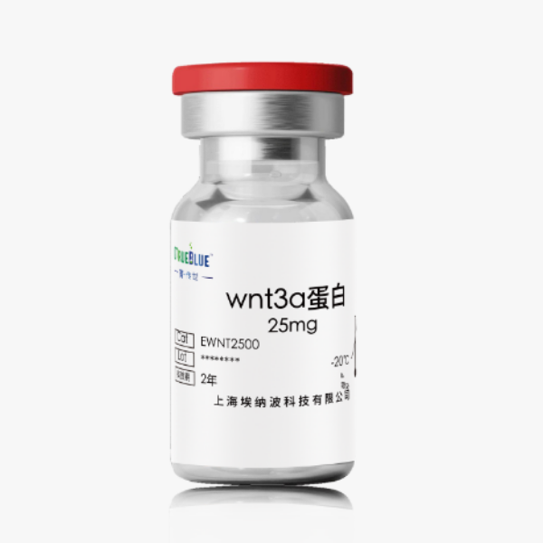 wnt3a 蛋白